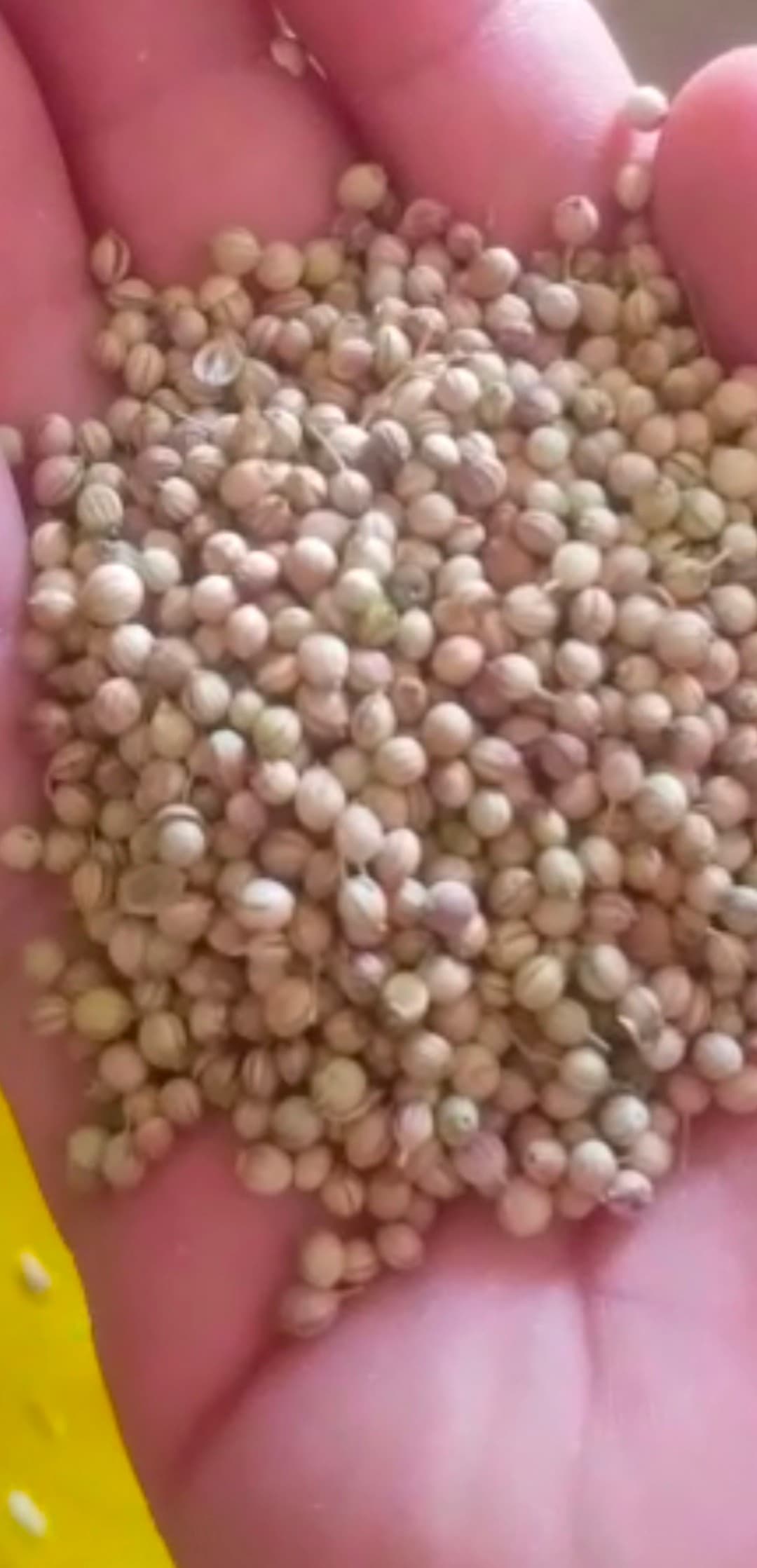 تصویر 1 از خرید گشنیز کنگاورویژه تامین بارسازمانی با تامین استانی